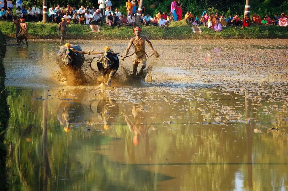 Kambala